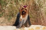 YORKSHIRE TERRIER 539